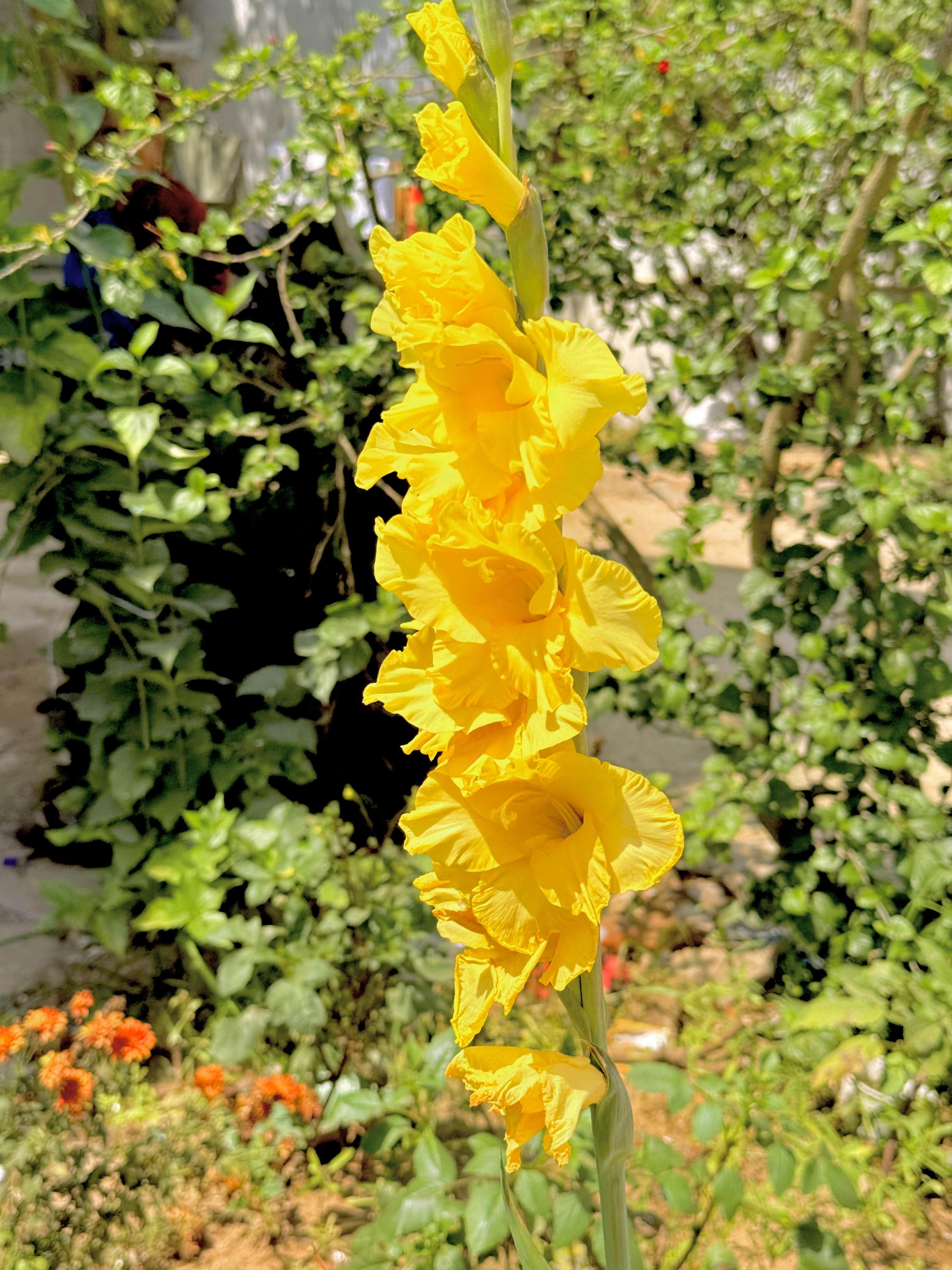 Beautiful Garden